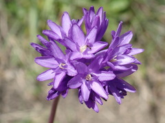 Dichelostemma congestum