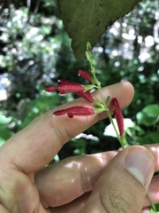 Salvia tubifera