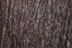 Eucalyptus baileyana