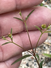 Euphorbia curtisii
