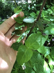 Salvia tubifera