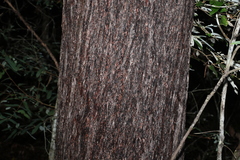 Eucalyptus baileyana