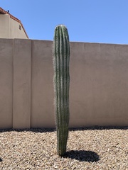 Pachycereus pringlei