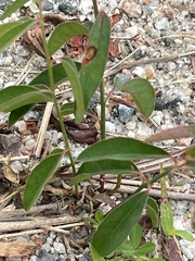 Euphorbia curtisii