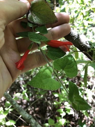 southern Mexican sage (Salvia disjuncta)