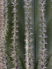 Pachycereus pringlei
