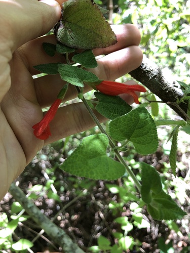 Salvia disjuncta