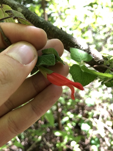 Salvia disjuncta, photograph 3