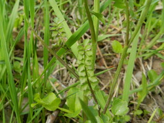 Cardamine dentata