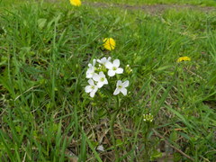 Cardamine dentata