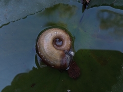 Planorbarius corneus