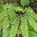 Northern Maidenhair Fern - Photo (c) Scott King, some rights reserved (CC BY-NC)
