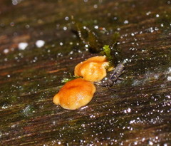 Trichoderma paraviridescens