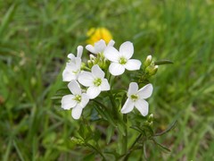 Cardamine dentata