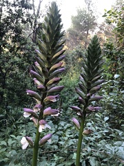 Acanthus mollis