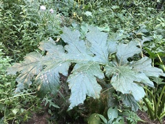 Acanthus mollis