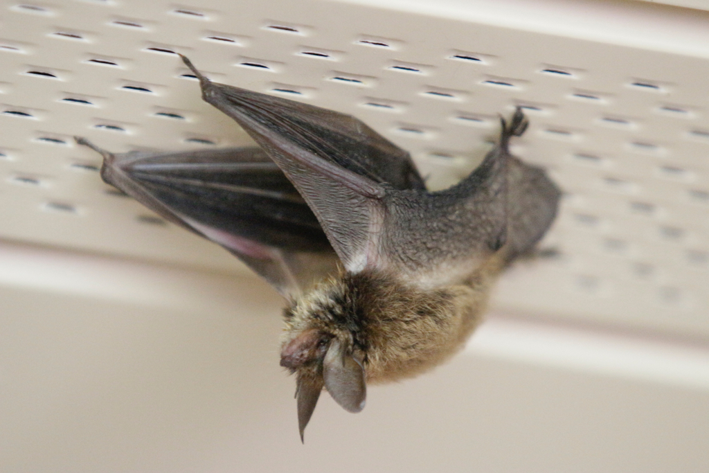 Northern Myotis in August 2017 by Charles Buchwald · iNaturalist