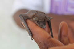 Mormopterus jugularis