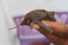 Mormopterus jugularis