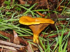 Austropaxillus