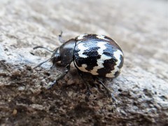 Leptinotarsa lacerata