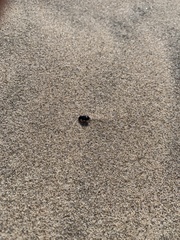 Stenolophus ochropezus