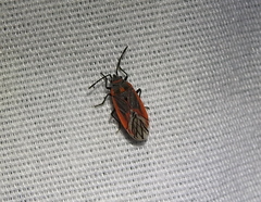 Melacoryphus nigrinervis