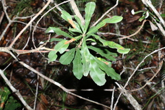 Banksia integrifolia compar