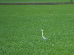 Ardea cinerea