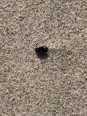 Stenolophus ochropezus