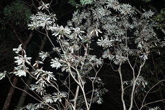 Banksia integrifolia compar