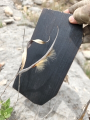 Mandevilla macrosiphon