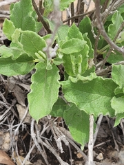 Mandevilla macrosiphon