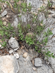 Mandevilla macrosiphon