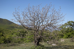 Pistacia atlantica mutica