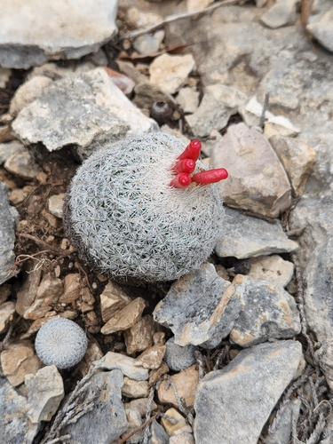 Epithelantha micromeris
