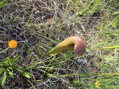 Sarracenia minor minor