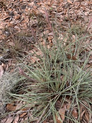Tillandsia simulata
