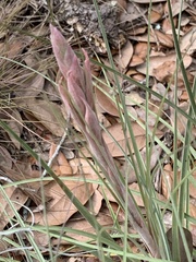 Tillandsia simulata