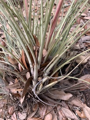 Tillandsia simulata