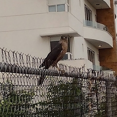 Accipiter cooperii