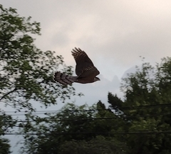 Accipiter cooperii