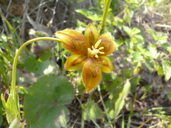 Calochortus purpureus