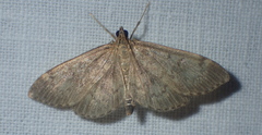 Anania lancealis
