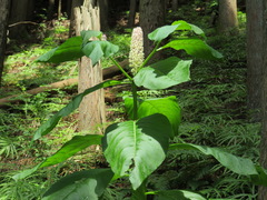Phytolacca japonica