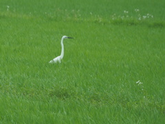 Ardea alba