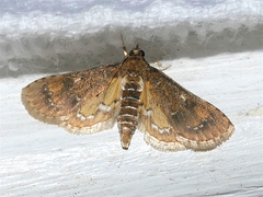 Niphograpta albiguttalis