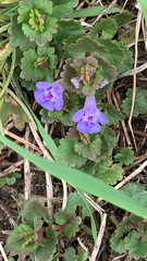 Glechoma hederacea