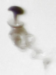 Acrotrichis sericans