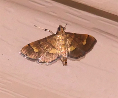 Orphanostigma haemorrhoidalis